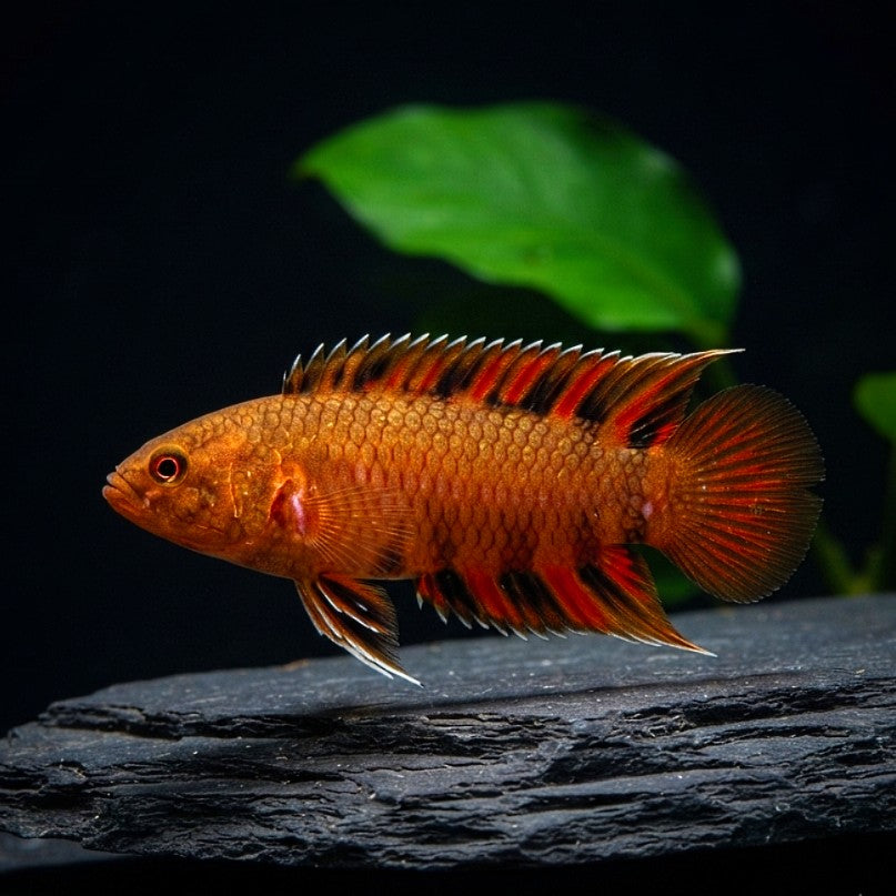 Orange-Buschfisch (Ctenopoma ansorgei / Microctenopoma ansorgii „Congo“)