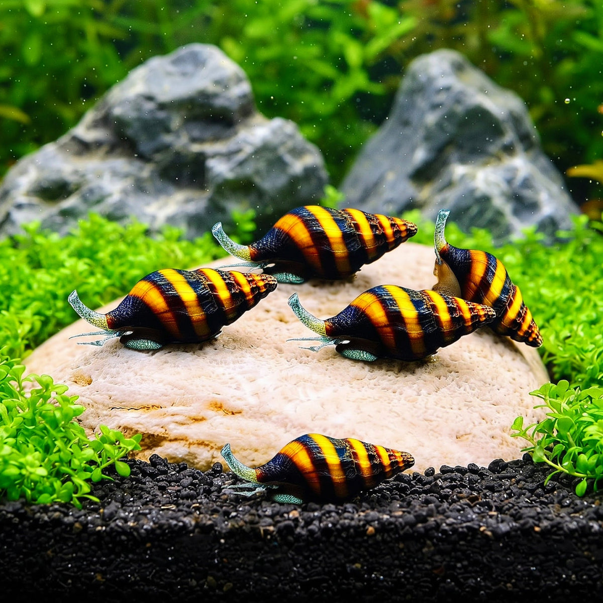 Clea helena (Anentome helena) - 💛 Raubschnecke