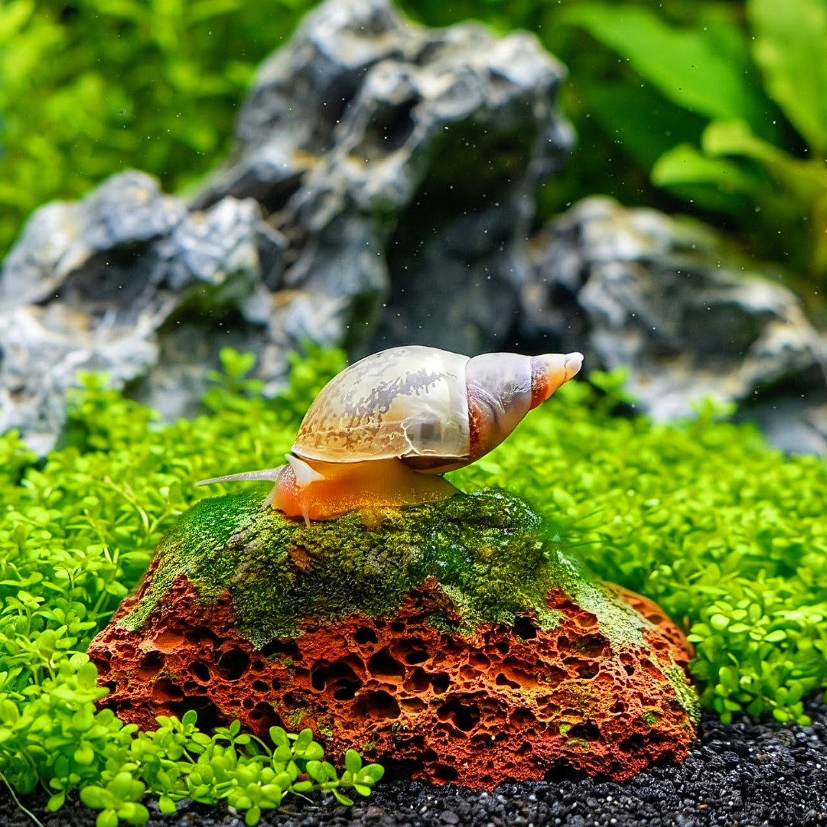 Spitzschlammschnecken – Yoda Schnecken (Lymnaea stagnalis)