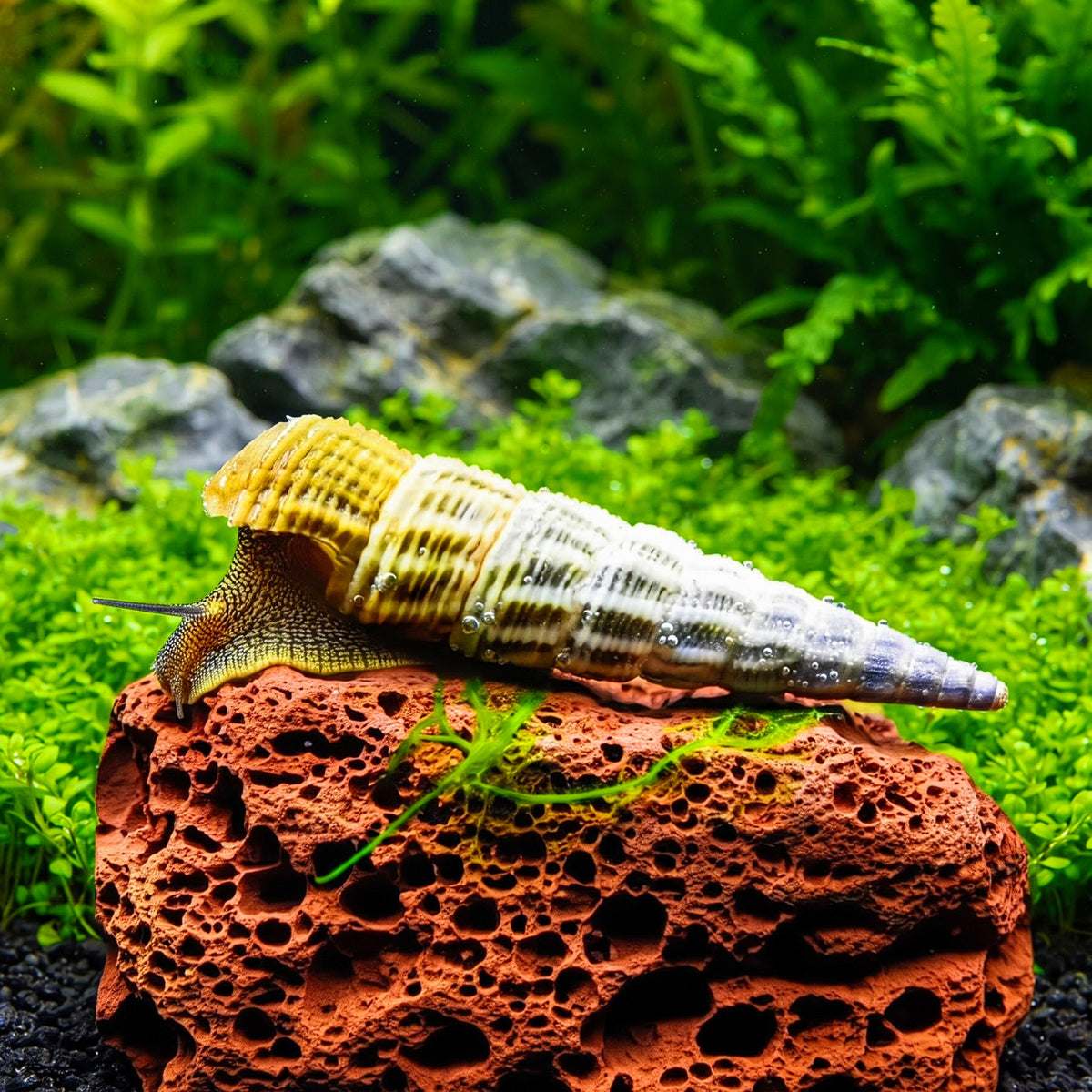 Tylomelania marwotoae - Himalayan Turmdeckelschnecke