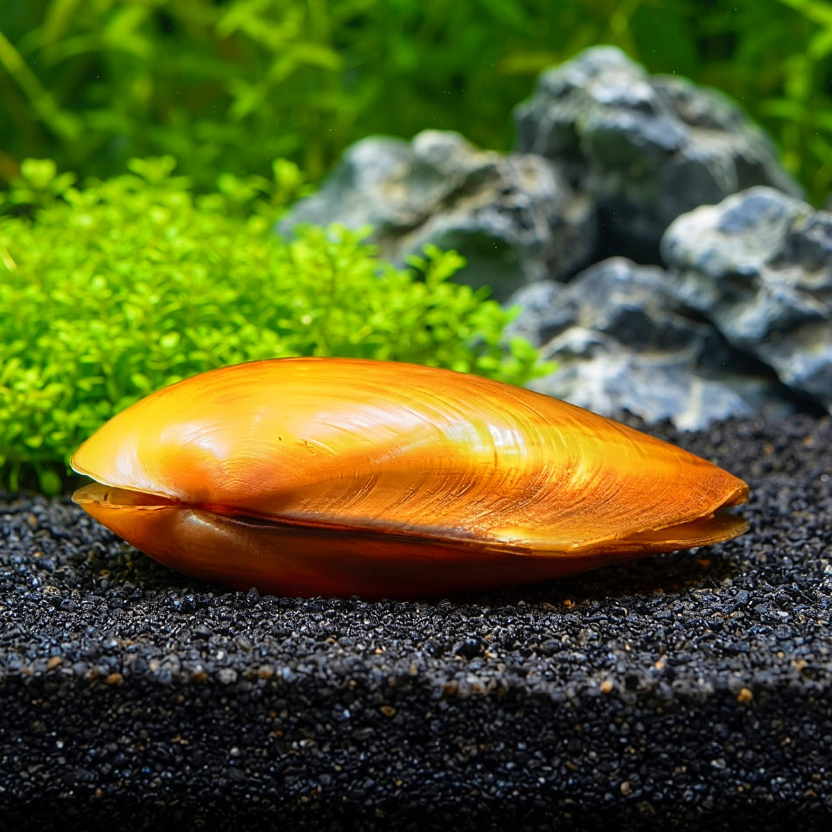 Tropische Muschel – Pilsbryoconcha exilis 🐚🌿