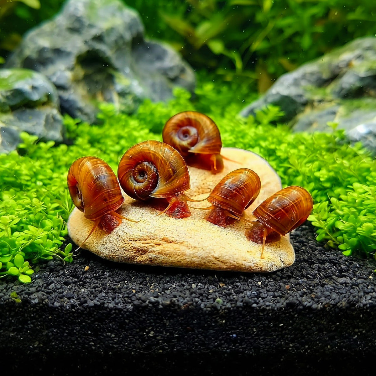 Planorbarius corneus – 🤎 Teich-Posthornschnecke