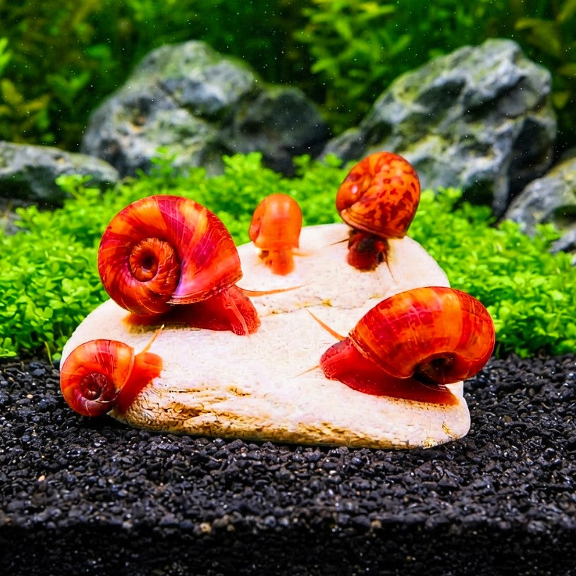 Posthornschnecke 🧡 „Rot-Orange“ - PHS