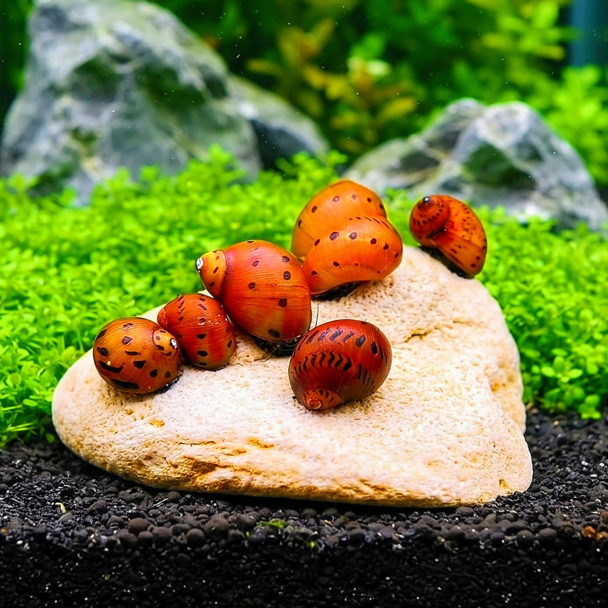 Neritina (Vittina) semiconica - 🧡 Orange Rennschnecke