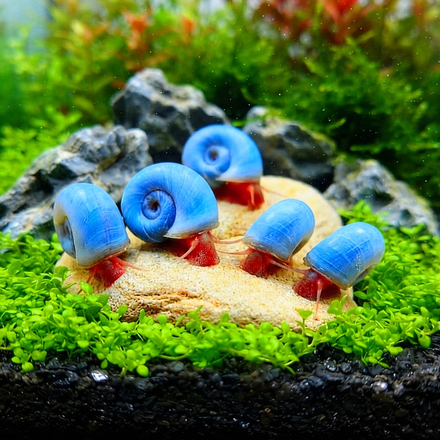 Posthornschnecke „Blau“ 💙 – PHS