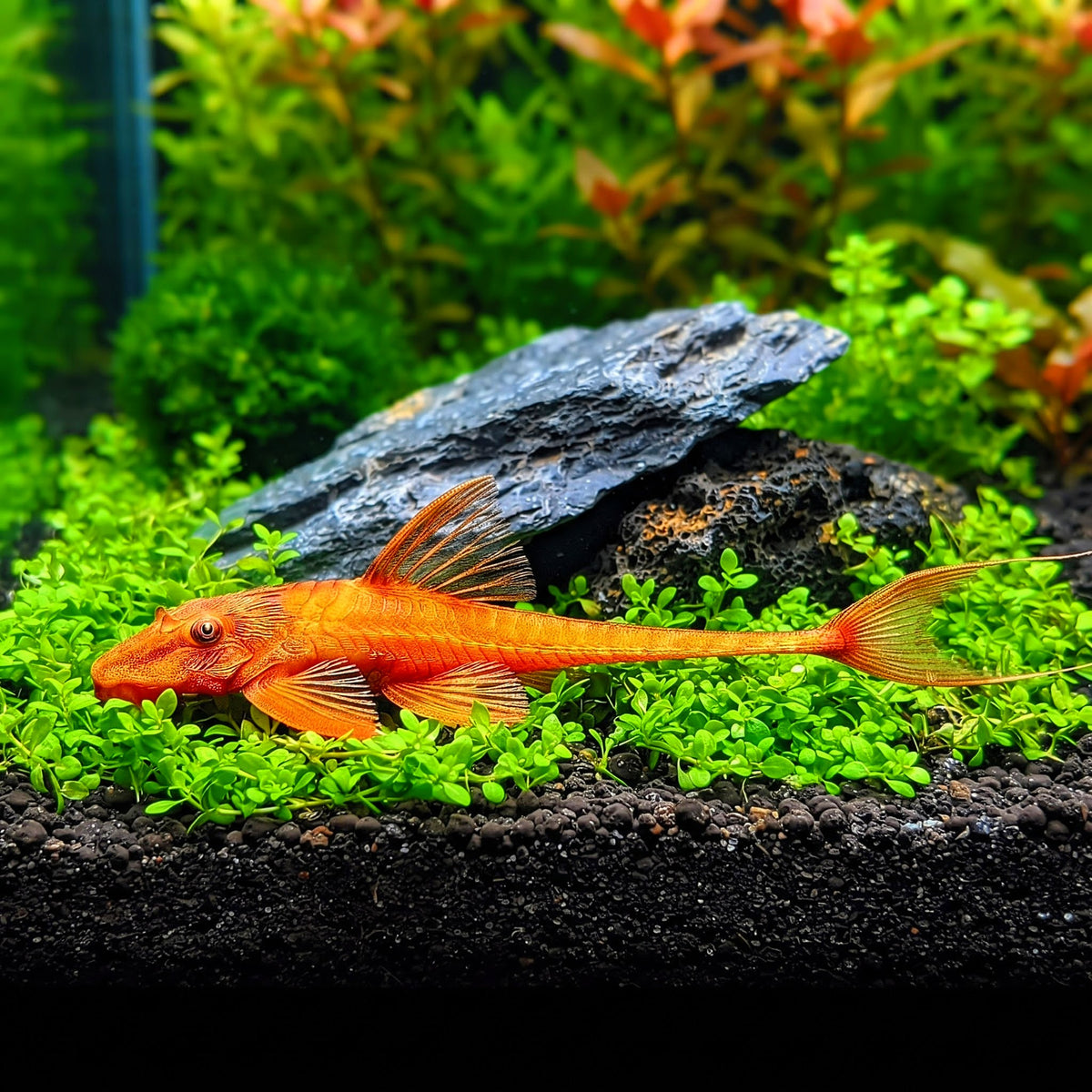 Roter Hexenwels – Rineloricaria spec. ❤️🐟