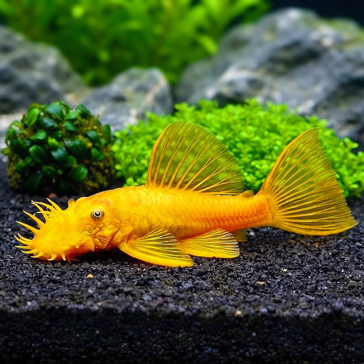 L144 Shortfin Snow White aus liebevoller Zucht - 💛 Antennenwels Ancistrus sp.