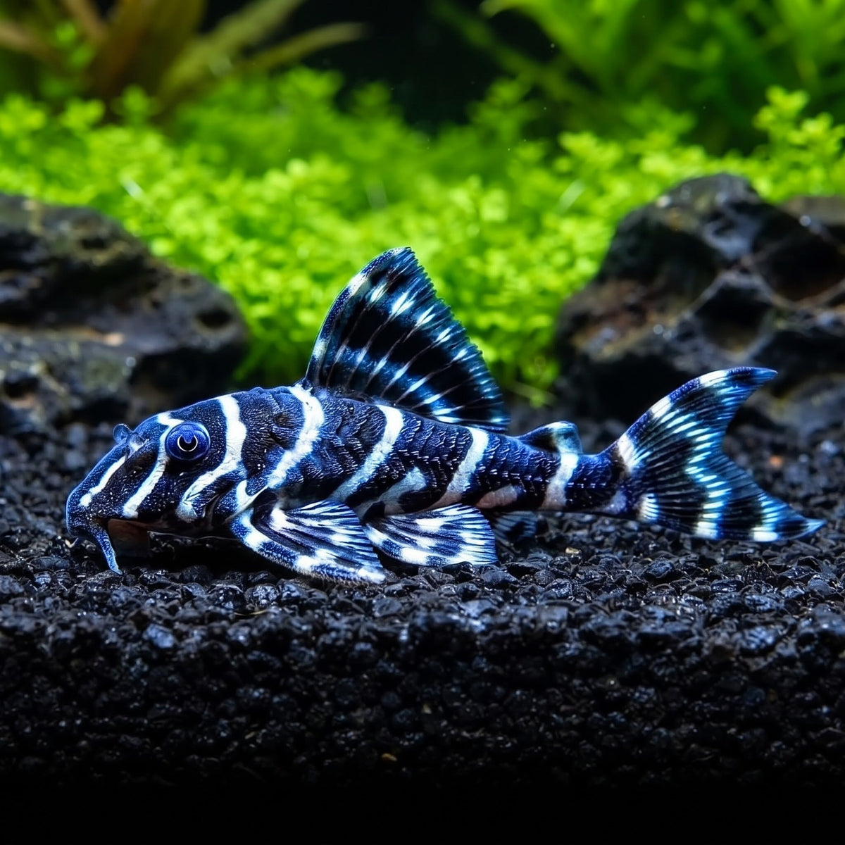 L204 Welse: Ringelsocken-Harnischwels 🤍🖤, Panaqolus albivermis „Flash Pleco“