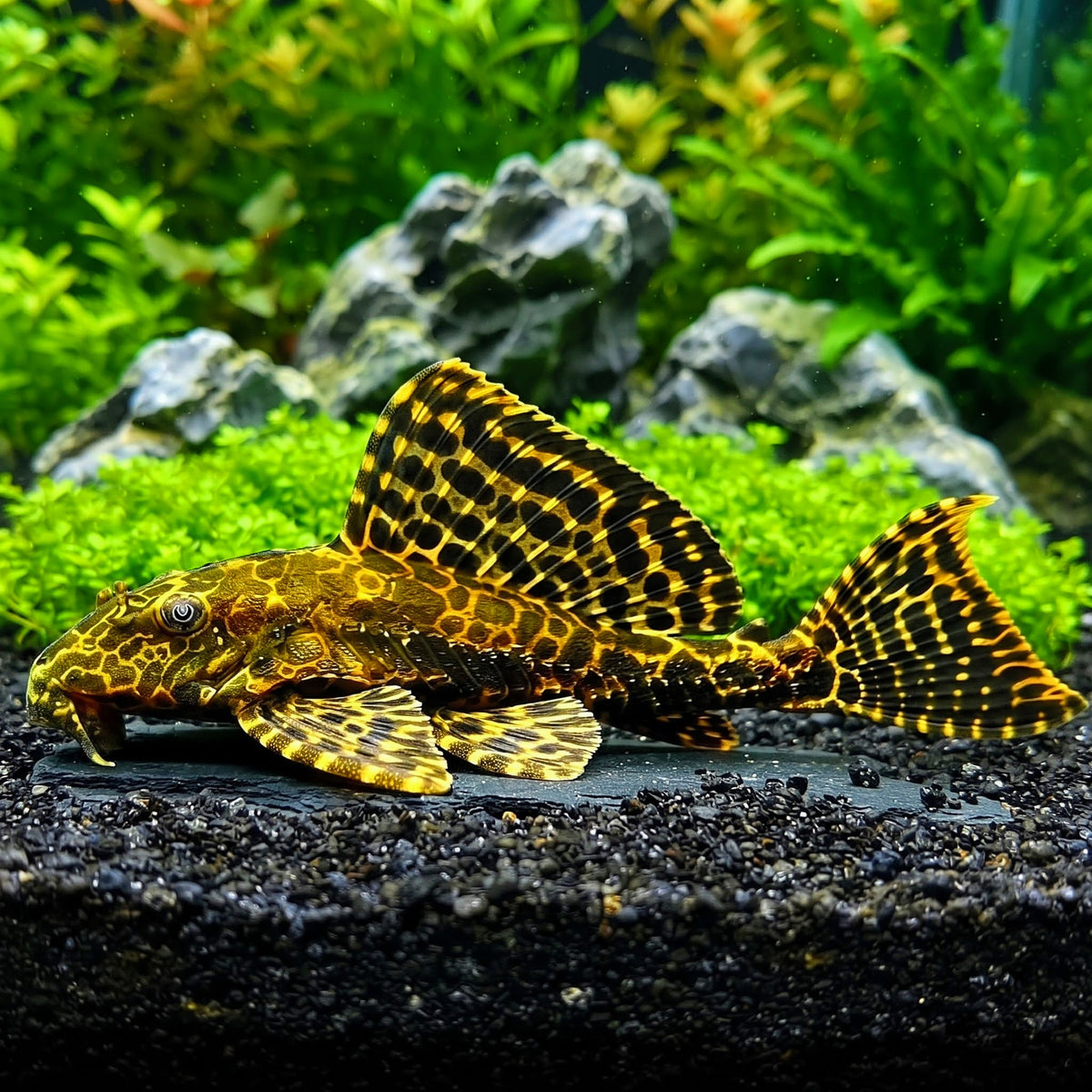 Wabenschilderwels – Pterygoplichthys gibbiceps (L165) 🐟🛡️