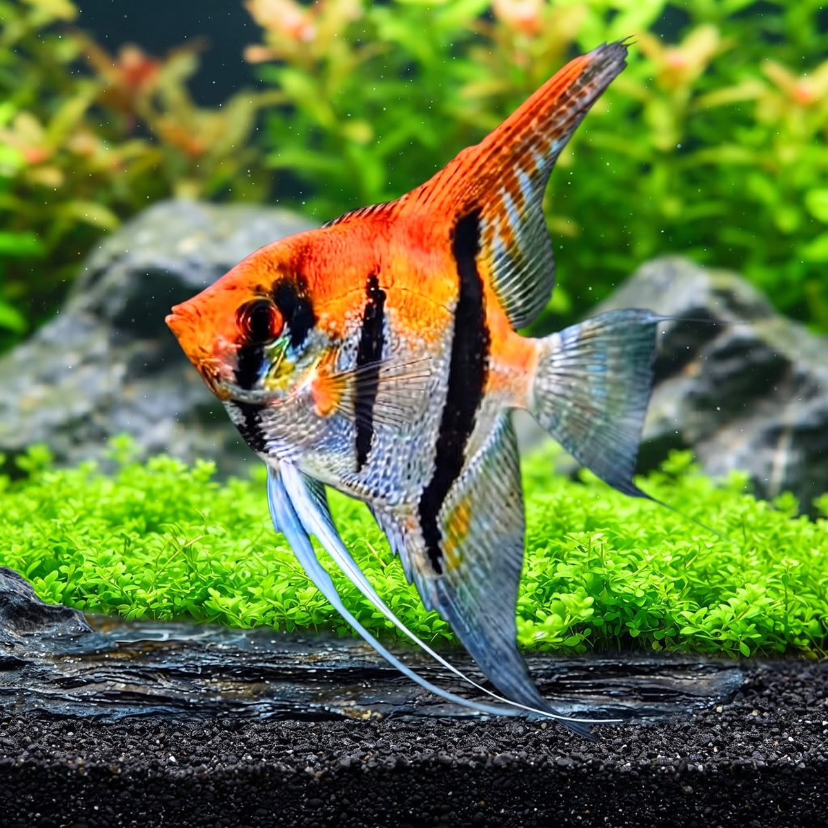 Koi-Skalar - Pterophyllum scalare 🌿✨