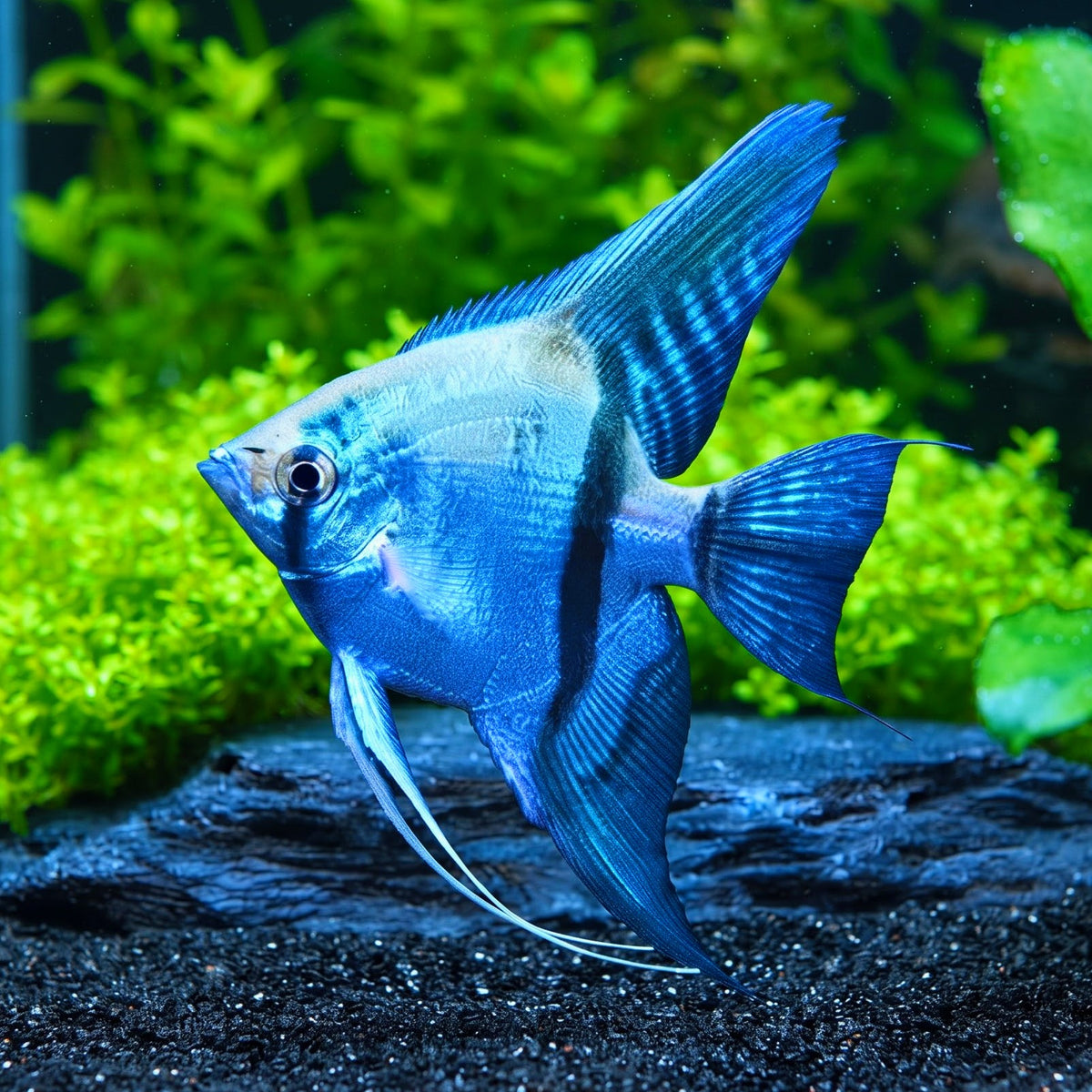 Skalar „Blauer Geist“