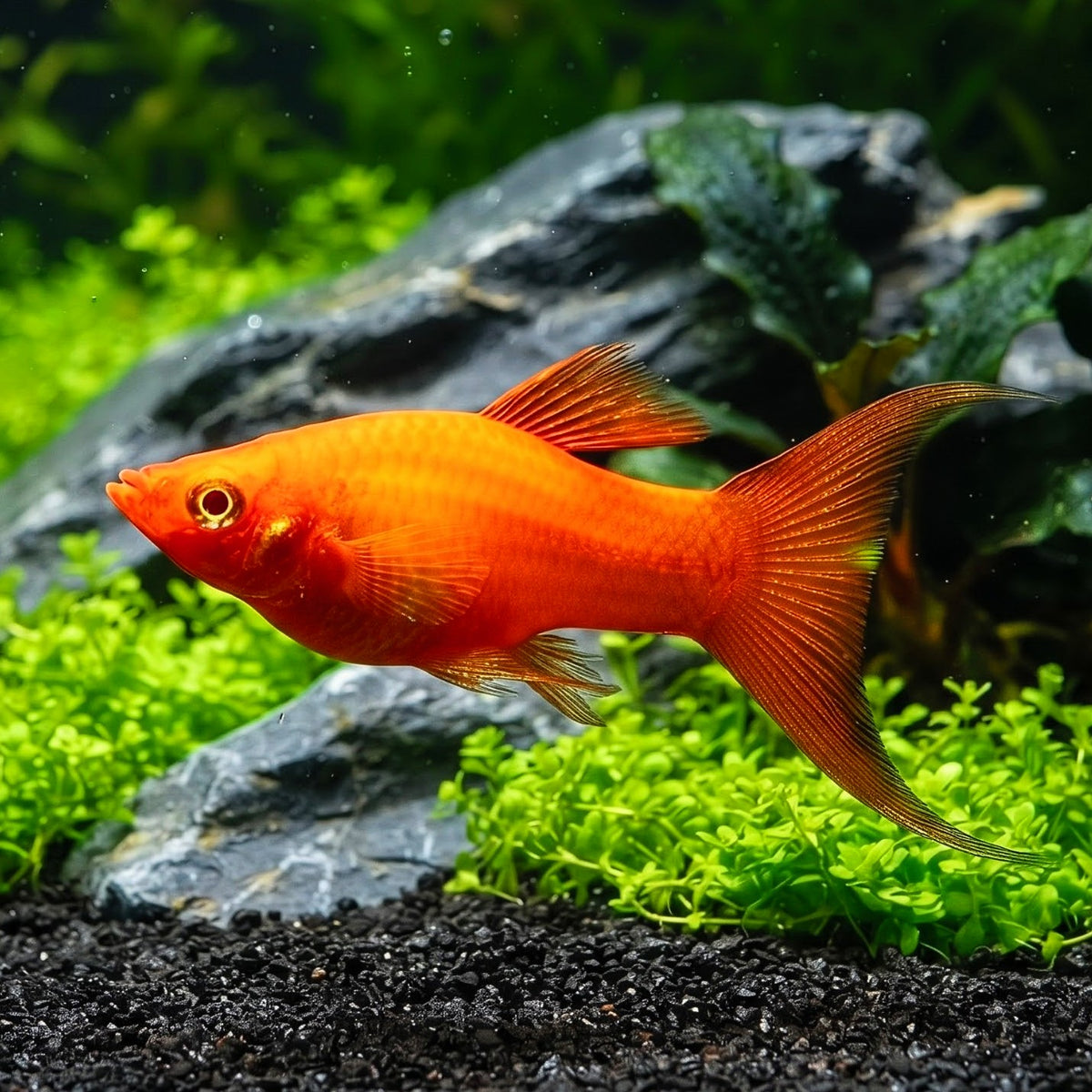Molly Rot/Orange – 🧡 Lebendige Farben und friedliches Wesen