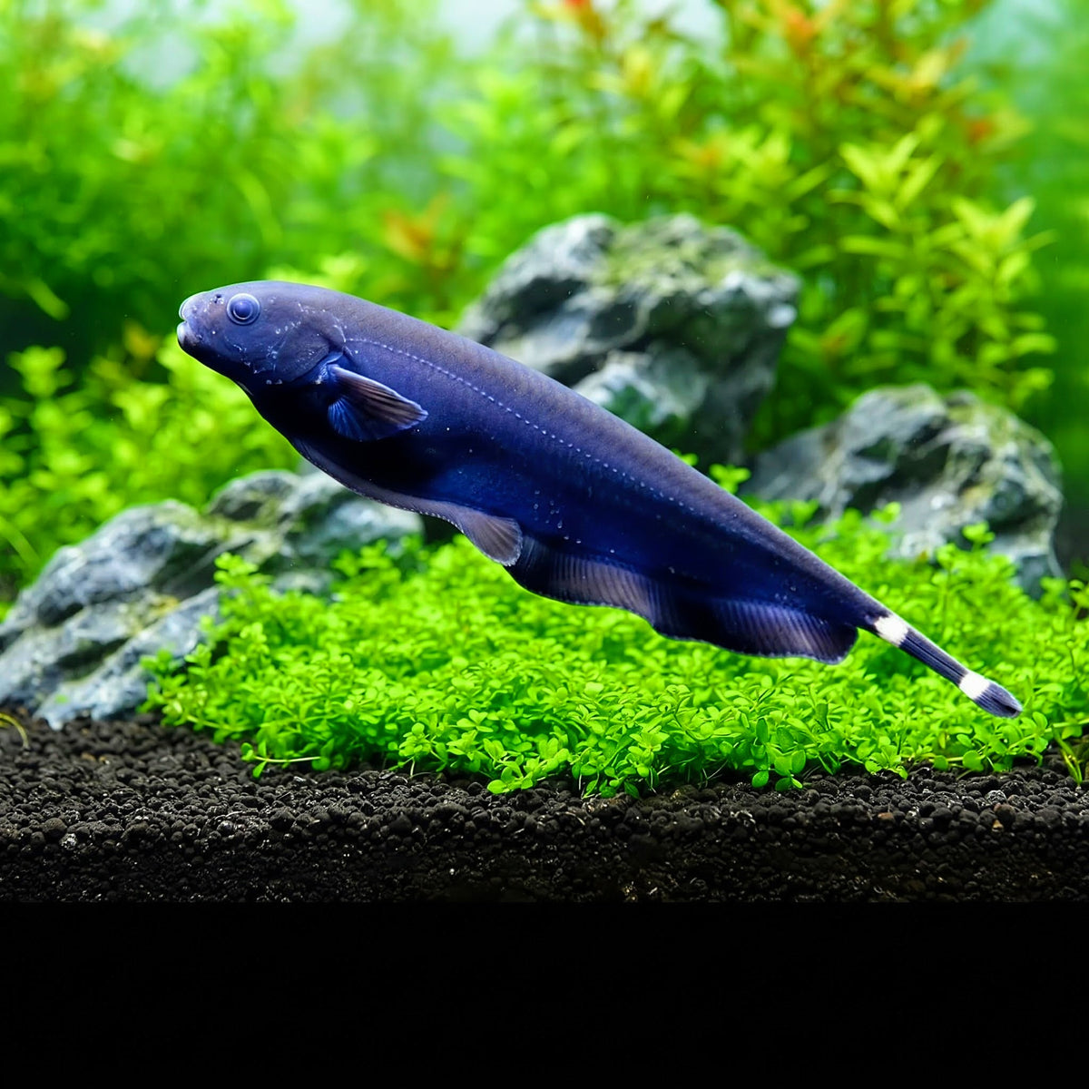 Weißstirn-Messerfisch – Apteronotus albifrons