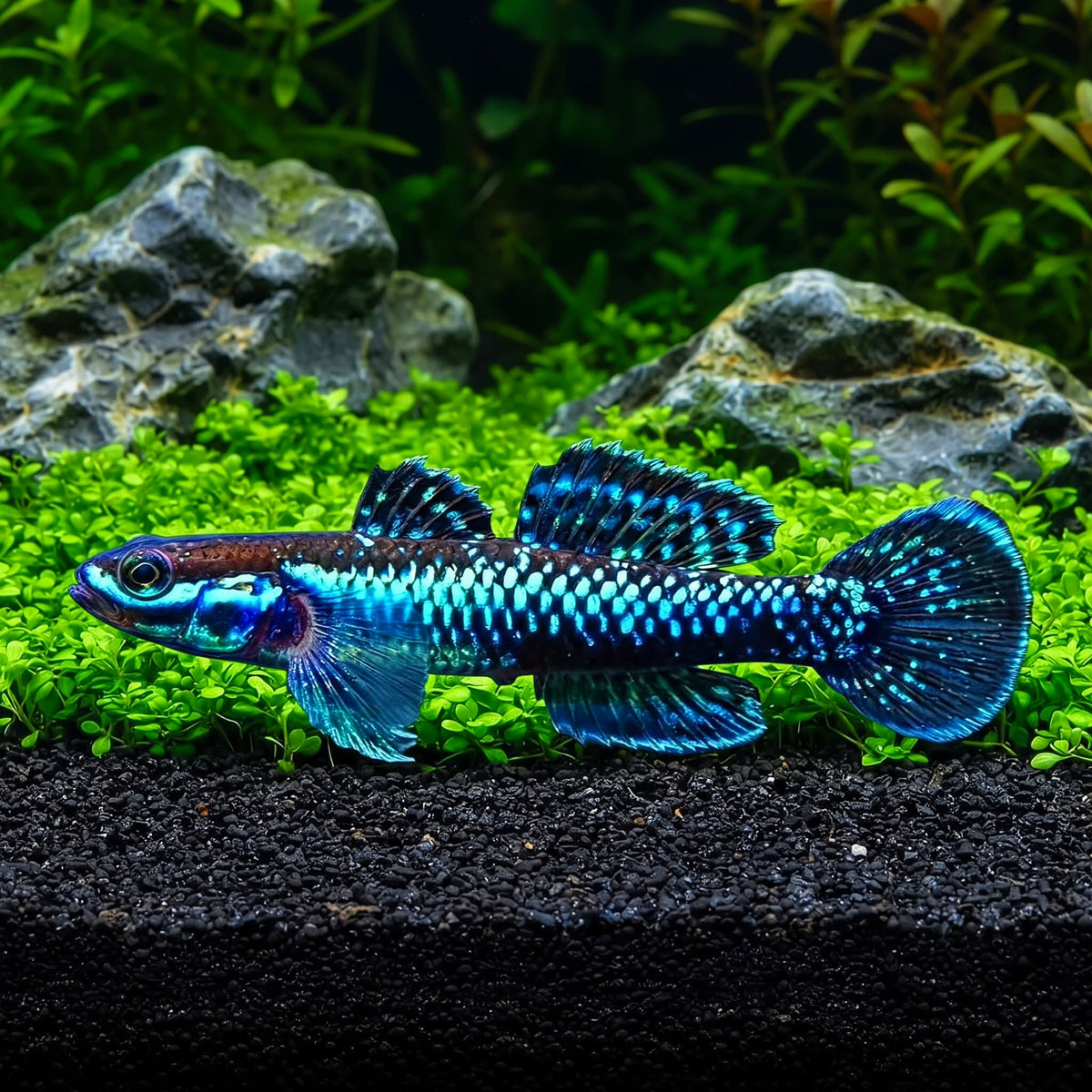 Neonblaustreifen-Algengrundel (Stiphodon atropurpureus)