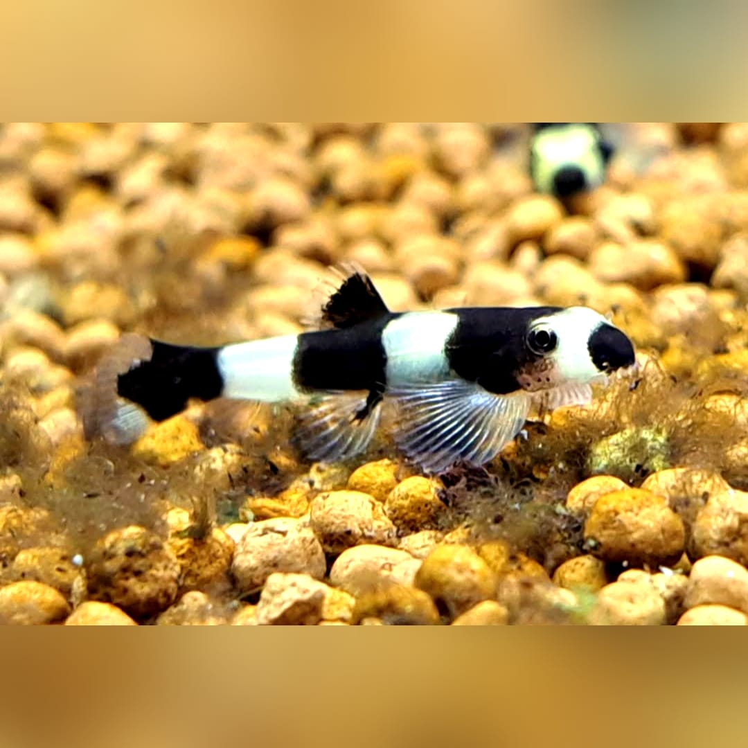 Pandaschmerle - Yaoshania pachychilus