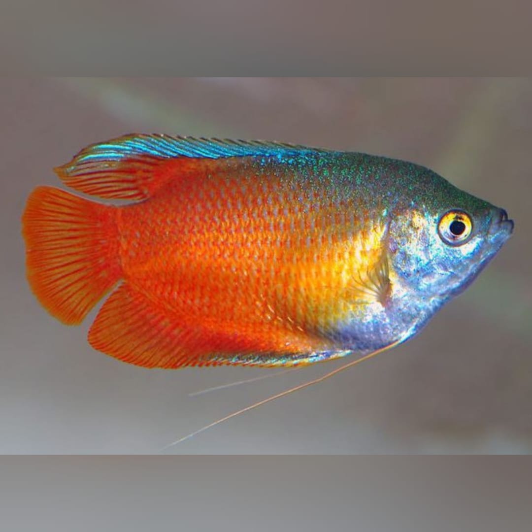 Honiggurami – Colisa chuna (Trichogaster chuna) 🍯🐟