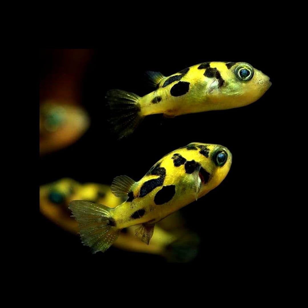 Carinotetraodon travancoricus - Erbsen Kugelfisch