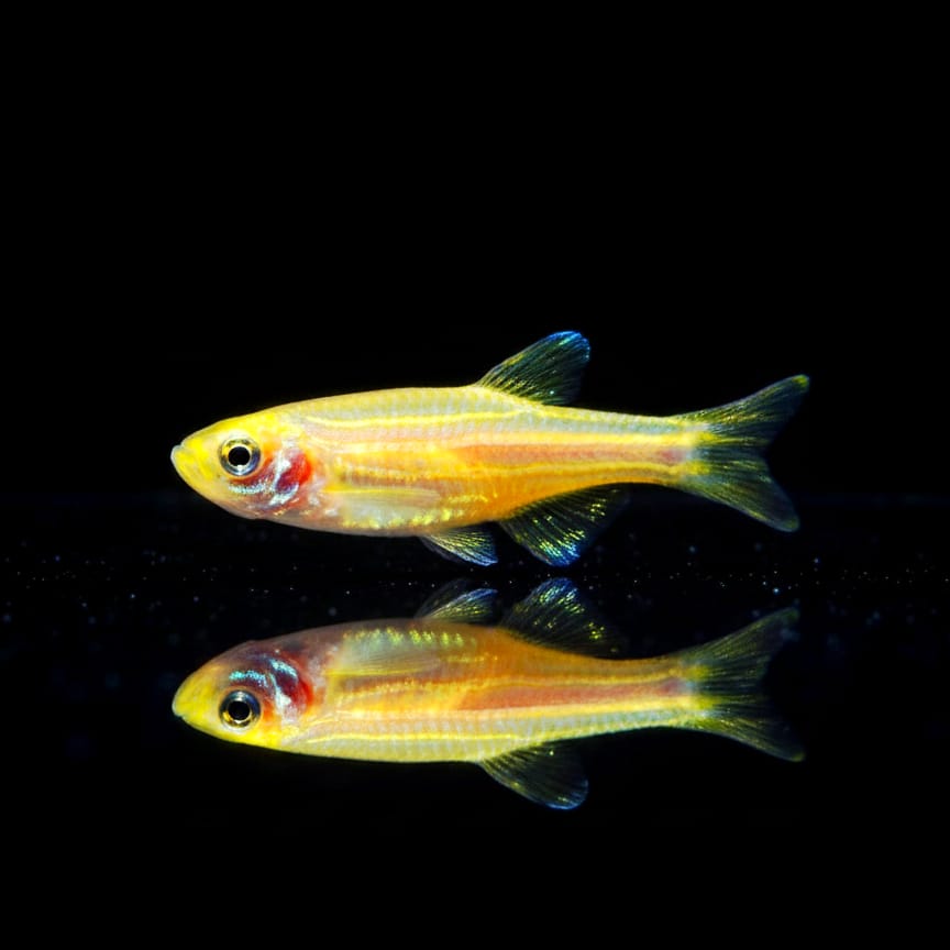 Zebrabärbling – Brachydanio rerio (Danio rerio) 🐟⚡