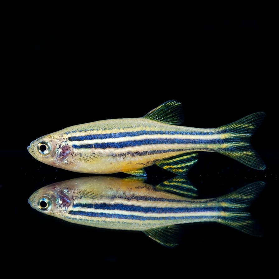 Zebrabärbling – Brachydanio rerio (Danio rerio) 🐟⚡