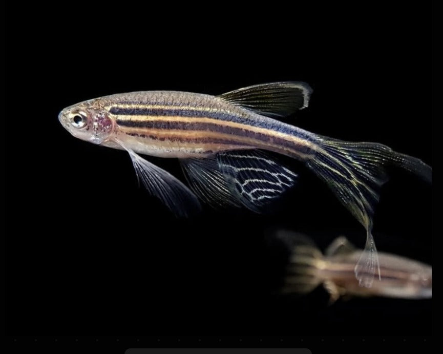 Zebrabärbling – Brachydanio rerio (Danio rerio) 🐟⚡