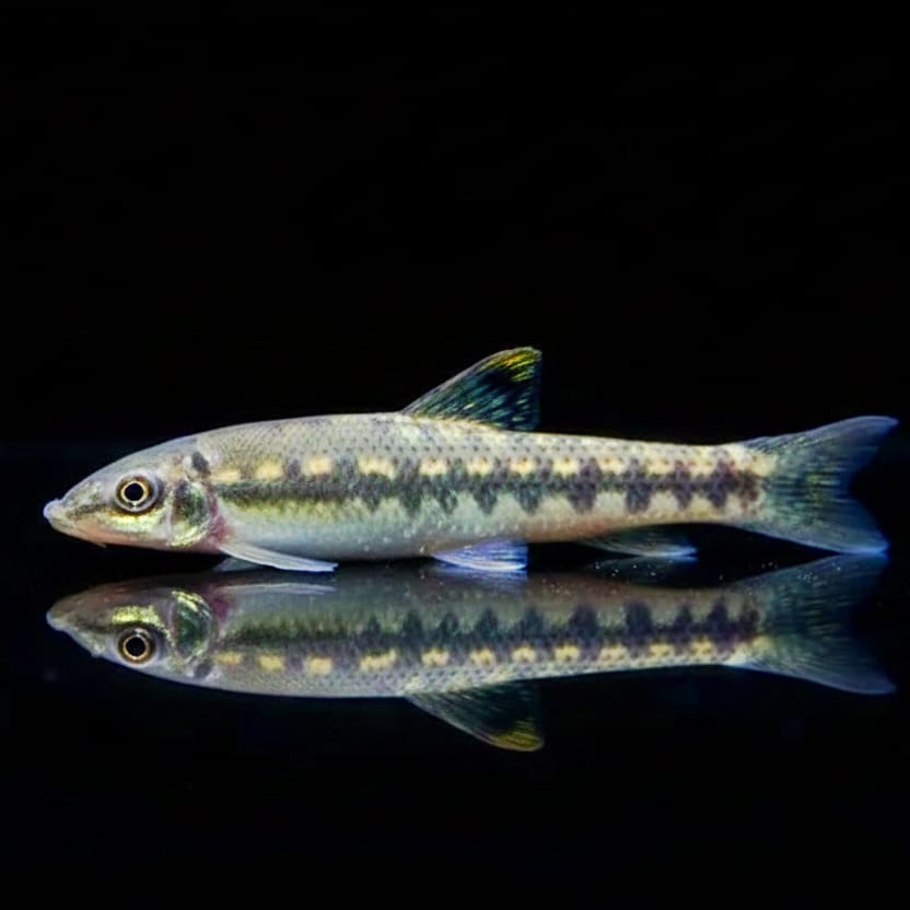 Saugschmerle (Gyrinocheilus aymonieri)