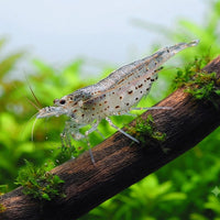 Amanogarnele