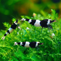 Caridina 
