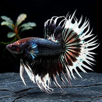 Crowntail