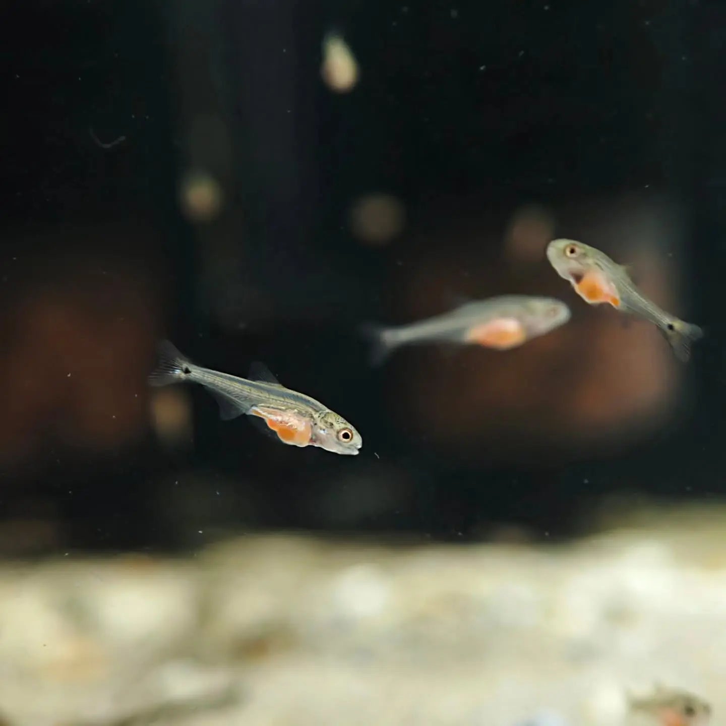 Algova ArtemiaVita: Die Revolution für deine Artemia Zucht – Entkapselte Artemia Eier für maximalen Erfolg und Sicherheit 🦐🔬 algova