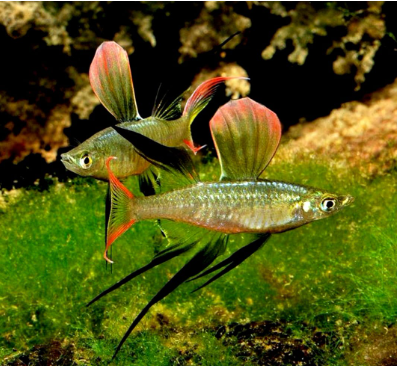 Filigran-Regenbogenfisch aus Liebevoller Zucht - Iriatherina Werneri