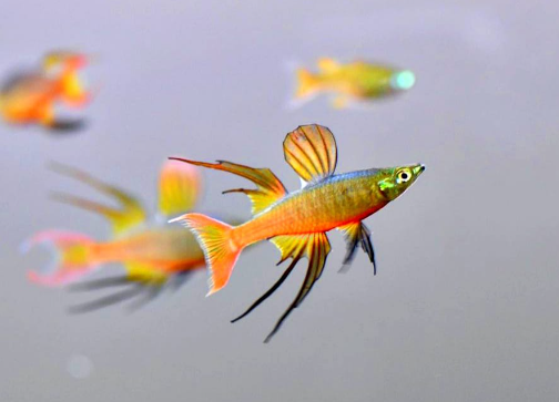 Filigran-Regenbogenfisch aus Liebevoller Zucht - Iriatherina Werneri