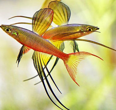 Filigran-Regenbogenfisch aus Liebevoller Zucht - Iriatherina Werneri