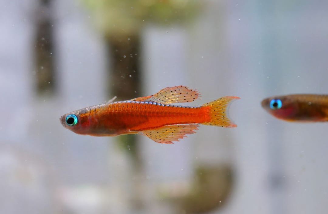 Paskas Blauauge - Pseudomugil paskai "Red Neon"