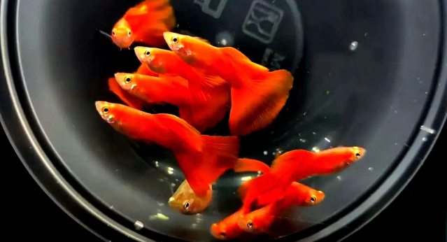 Full Red - Hochzucht Guppys aus Liebevoller Zucht