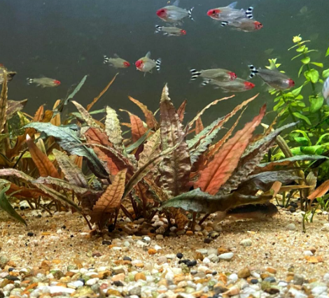 Cryptocoryne walkerii - Im Topf