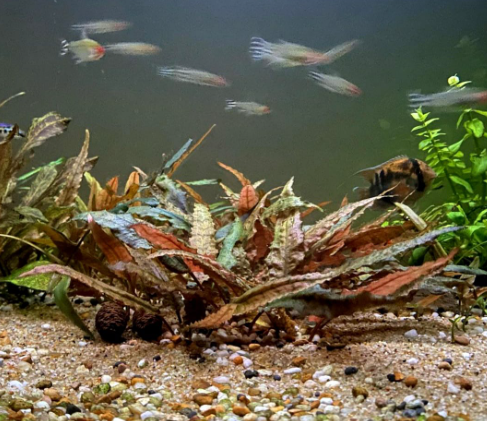 Cryptocoryne walkerii - Im Topf