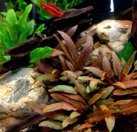 Cryptocoryne walkerii - Im Topf