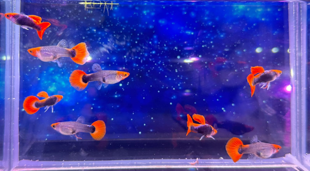 Red Cap Tuxedo - Hochzucht Guppys aus Liebevoller Zucht