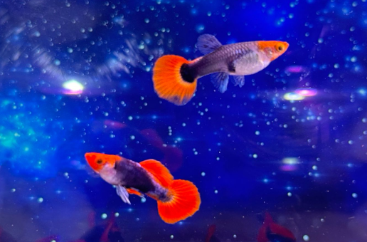 Red Cap Tuxedo - Hochzucht Guppys aus Liebevoller Zucht