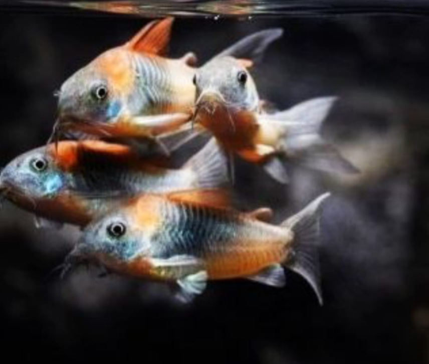 Venezuela Panzerwels orange - Corydoras spec. "Venezuela"