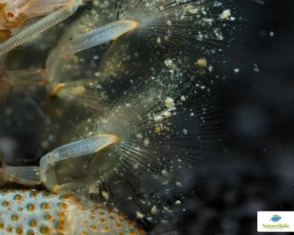 NatureHolic Fanfeed: Das protein- und energiereiche Alleinfutter für deine Fächergarnelen (Fan Shrimp)! 🌊🍤 AquaTimo