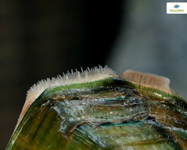 NatureHolic Musselfeed: Das Spezialfutter für Ziermuscheln – Garant für Schalenwachstum und Vitalität! 🐚💪 AquaTimo
