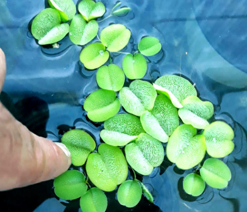 Schwimmfarn - Salvinia natans - Portion