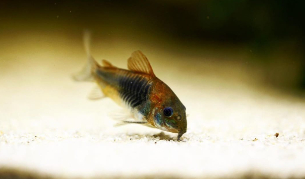 Venezuela Panzerwels orange - Corydoras spec. "Venezuela"