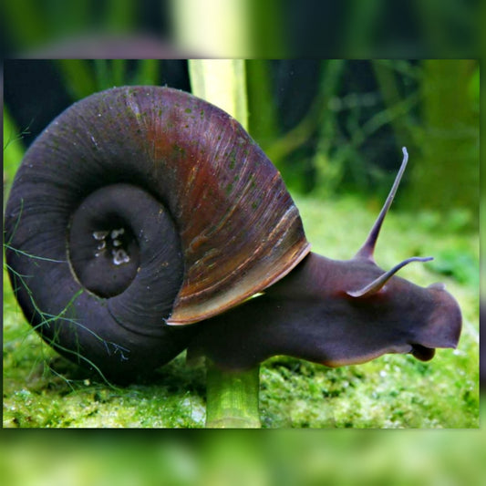 Teich Posthornschnecke - Planorbarius corneus