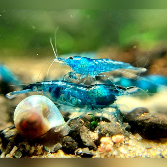 Blue Jelly Garnelen - Neocaridina