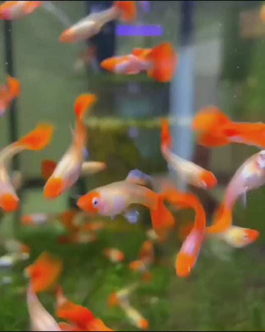 Koi Guppy - Hochzucht Guppys aus Liebevoller Zucht