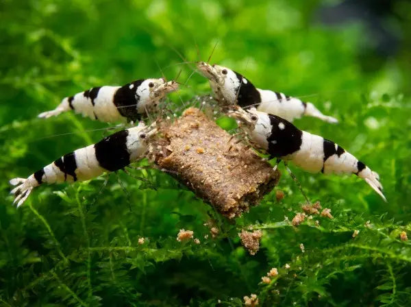 NatureHolic Proteinfeed: Die Spezial-Proteinnahrung für Wachstum, Zucht und starke Panzer! 💪🦐 AquaTimo
