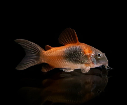 Venezuela Panzerwels orange - Corydoras spec. "Venezuela"