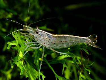 Amano Garnelen - Caridina multidentata